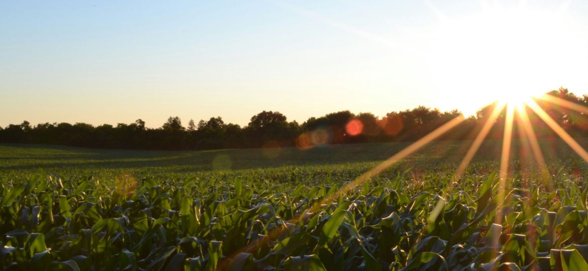 corn field under a blue sky