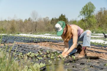 woman in pink shirt and blue ripped jeans planting crops on a farm